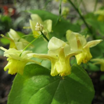 Sirovarjohiippa - Epimedium pinnatum