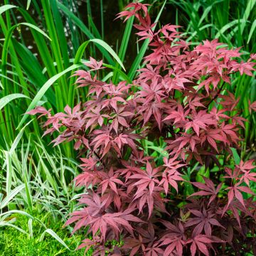 Verijapaninvaahtera Atropurpureum