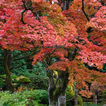 Japaninvaahtera - Acer palmatum