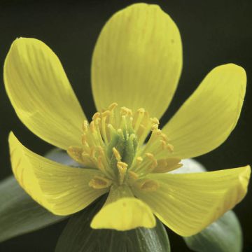 Talventähti - Eranthis hyemalis