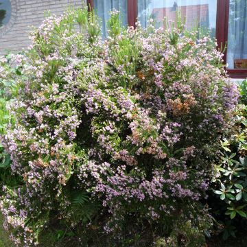 Kellokanerva - Erica terminalis