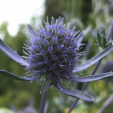 Sinipiikkiputki - Eryngium planum