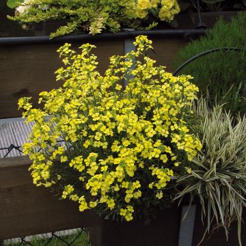 Kultalakka Zwerg Jaune