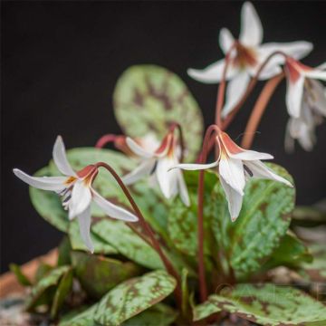 Rusokoiranhammas Snowflake