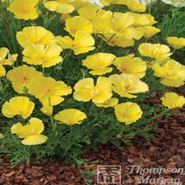 Kaliforniantuliunikko Butter Bush (siemenet)