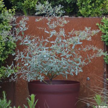 Hopeaeukalyptus France Bleu Rengun