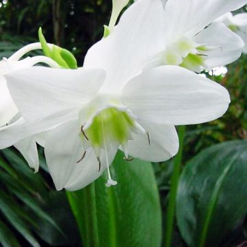 Amatsoninlilja - Urceolina amazonica