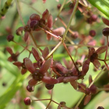 Sorvarinpensaa var. rongchuensis