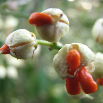 Suikerosorvarinpensas Dart's Blanket