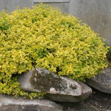 Suikerosorvarinpensas Emerald 'n gold