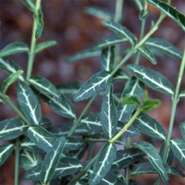 Suikerosorvarinpensas Wolong Ghost