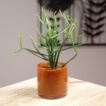 Mehipuutyräkki - Euphorbia tirucalli