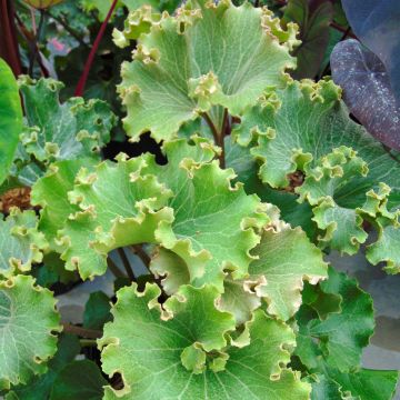 Japaninnauhio Crispata