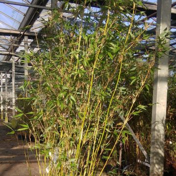 Ruokobambu Lancaster 1