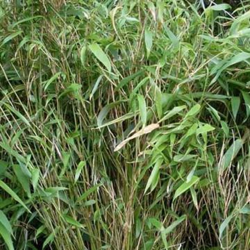 Ruokobambu Bimbo