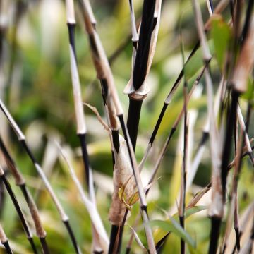 Kiiltoruokobambu Trifina Black