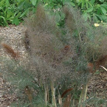 Fenkoli purpureum - Foeniculum