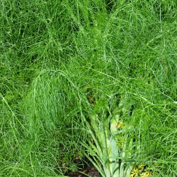 Fenkoli - Ferme de Sainte Marthe - Foeniculum vulgare