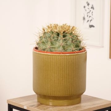 Rautakaktus - Ferocactus glaucescens