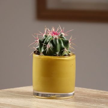 Rautakaktus - Ferocactus latispinus