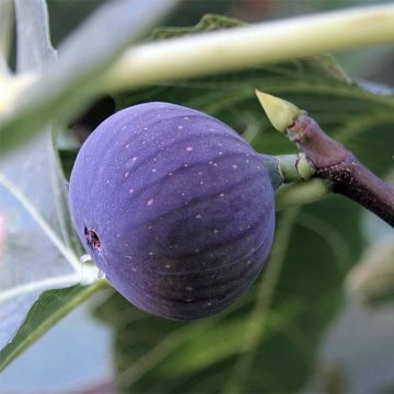 Aitoviikuna Ronde de Bordeaux - Ficus carica
