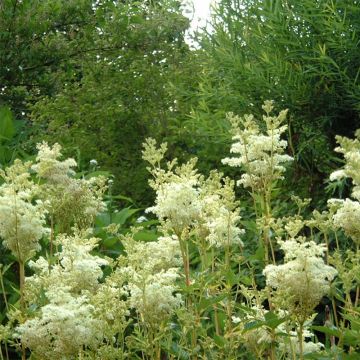 Mesiangervo Variegata