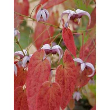 Varjohiippa - Epimedium acuminatum