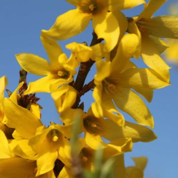 Komeaonnenpensas Marée d'Or