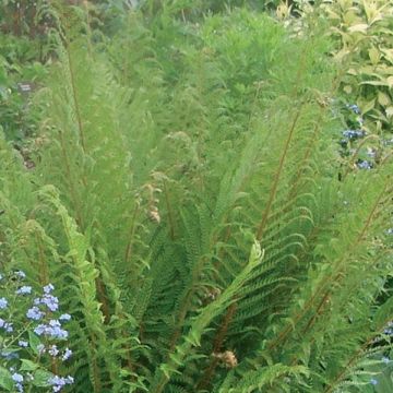 Norjanalvejuuri - Dryopteris affinis
