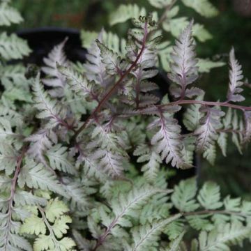 Japaninhiirenporras var. pictum