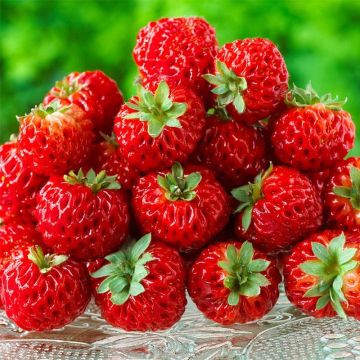 Puutarhamansikka Framberry