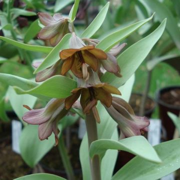Keisarinpikarililja - Fritillaria sewerzowii