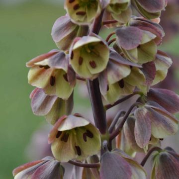 Persianpikarililja Bicolor Magic Bells