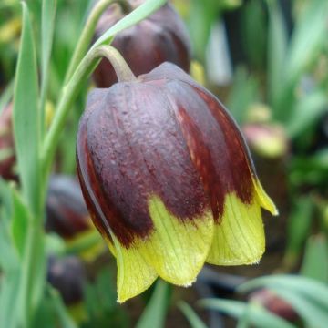Keltareunapikarililja - Fritillaria michailovskyi