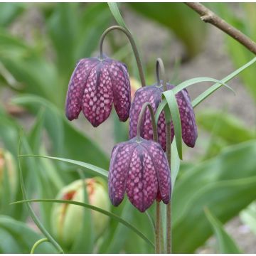 Kirjopikarililja - Fritillaria meleagris