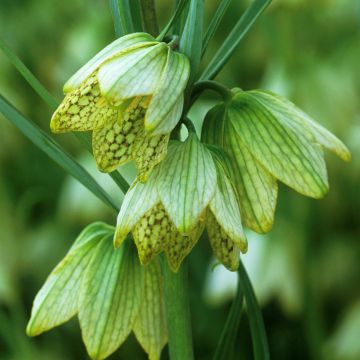 Keisarinpikarililja - Fritillaria thunbergii