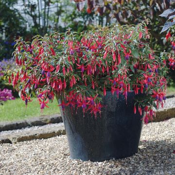 Verenpisara Sundancer