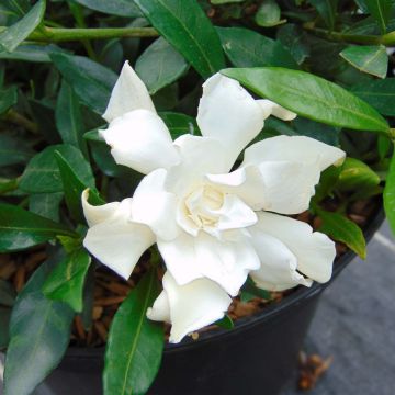 Keikarinkukka Perfumed Petticoats