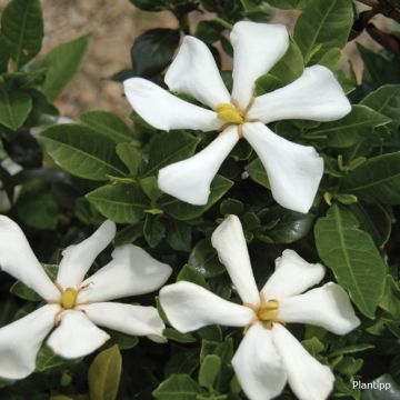 Keikarinkukka Pinwheel