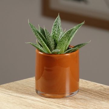 ×Gasteraloe D. Delta