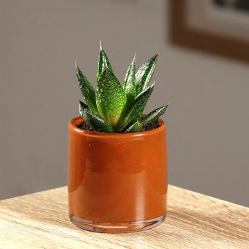 Gasteria D. Due