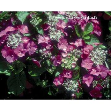 Jalohortensia Geoffrey Chabdun