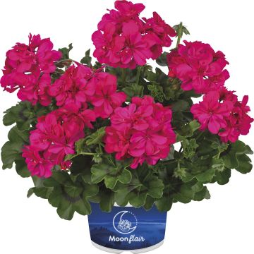 Riippapelargoni Moonflair Dark Pink
