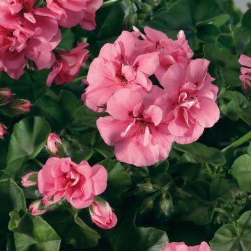 Riippapelargoni Big 5 Light Pink