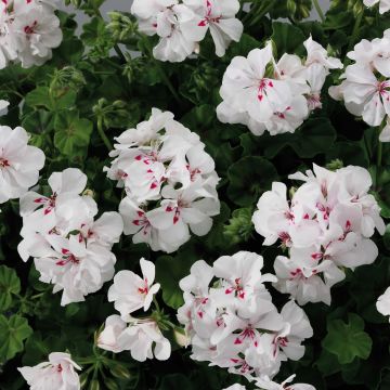 Riippapelargoni Big 5 White