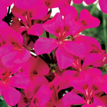 Riippapelargoni Rainbow Neon Purple
