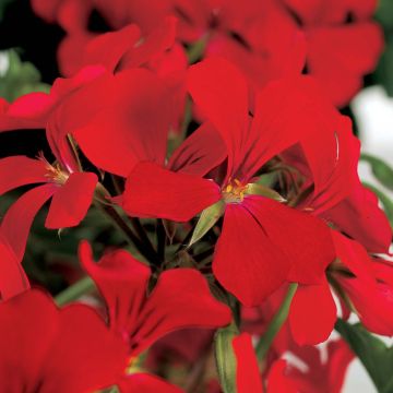 Riippapelargoni Rainbow Red