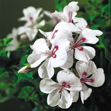 Riippapelargoni Rainbow White