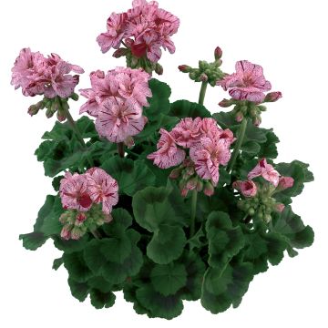 Vyöhykepelargoni Flic Flac Violet Nova