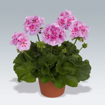 Vyöhykepelargoni Icecrystal